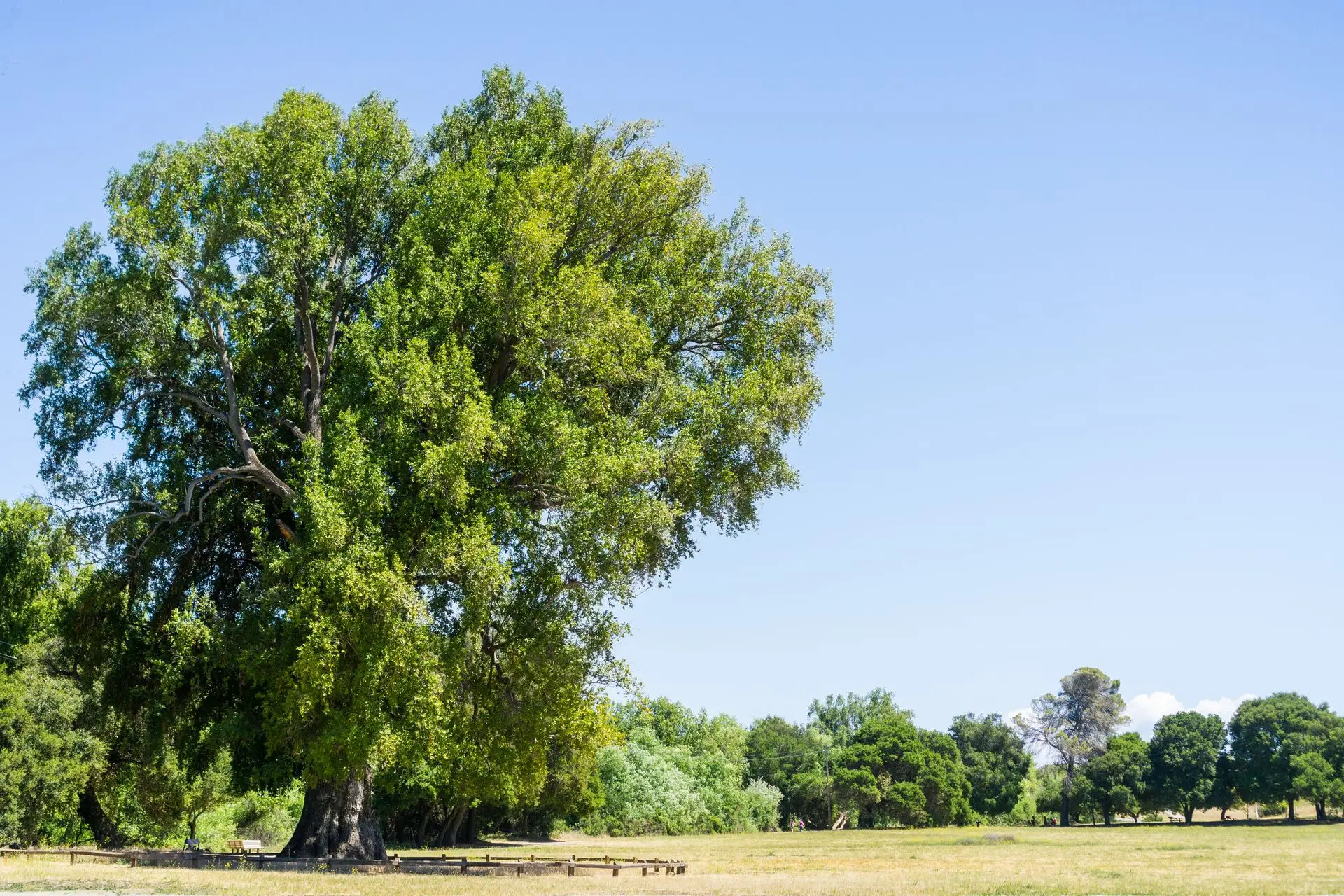 Mature oak trees along a Central Coast street on a clear day
