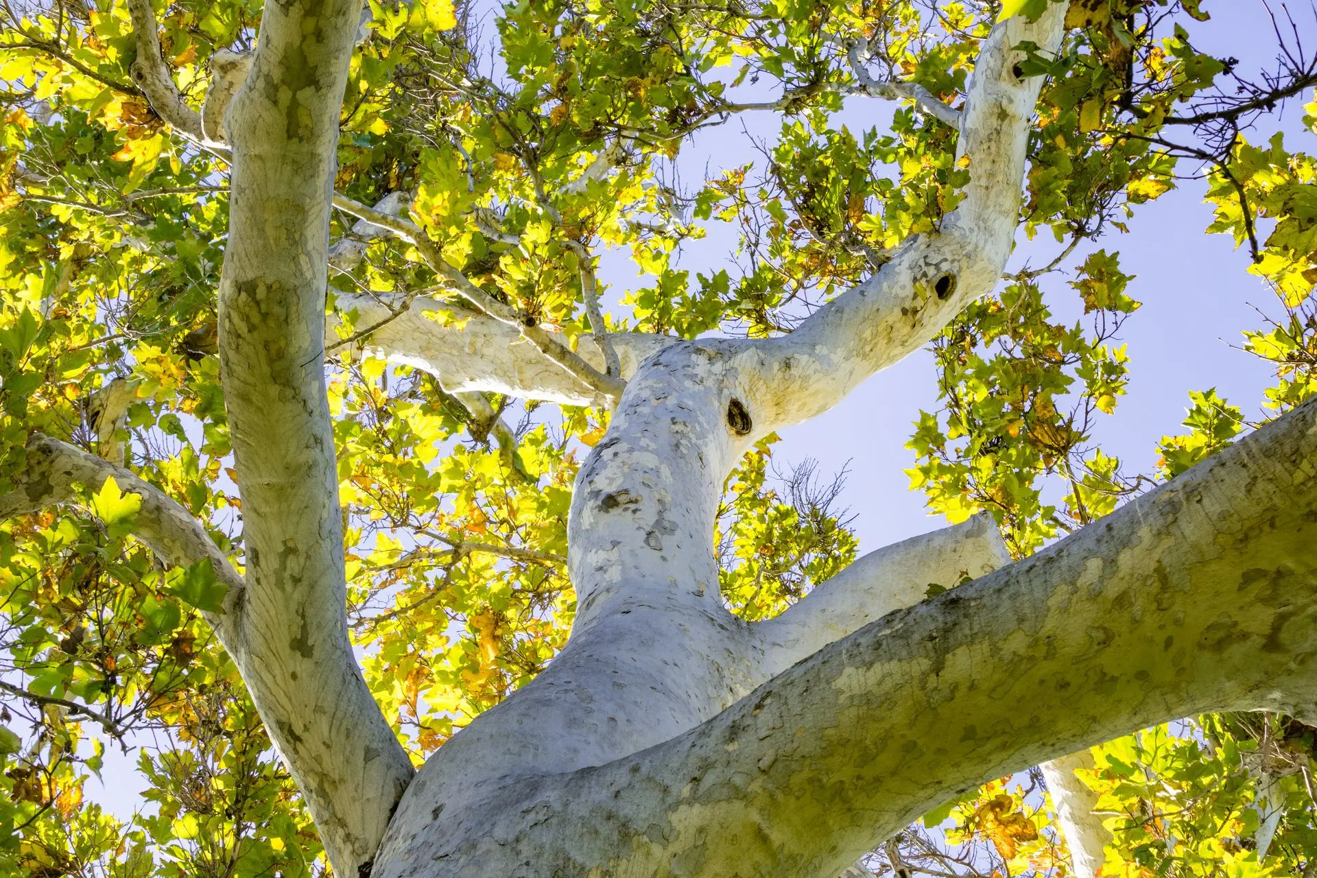 Looking up into the pale scaffold limbs and canopy of a California sycamore
