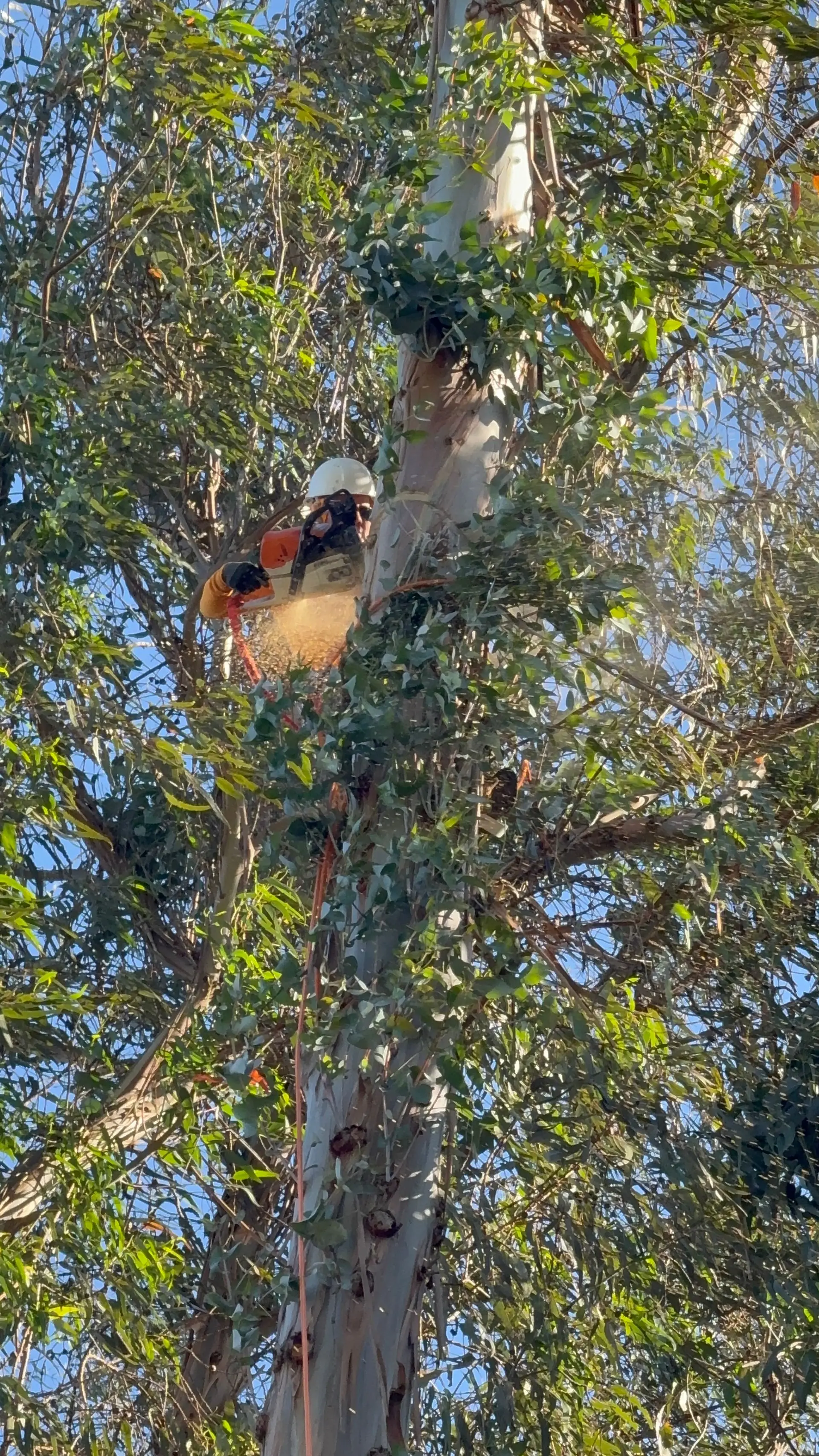 A JTS, Inc. crew member climbing a tree with a chainsaw