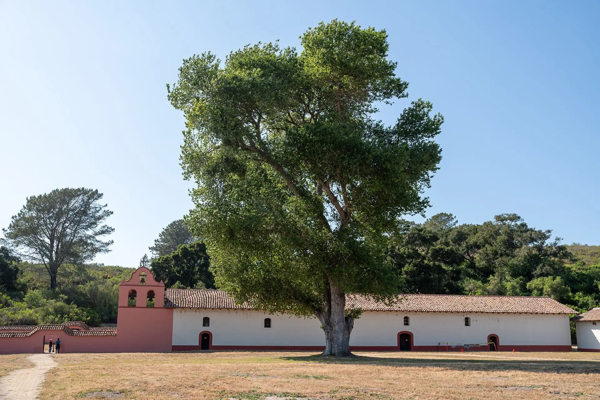 A large mature tree beside the adobe walls of Mission La Purisima in Lompoc, California