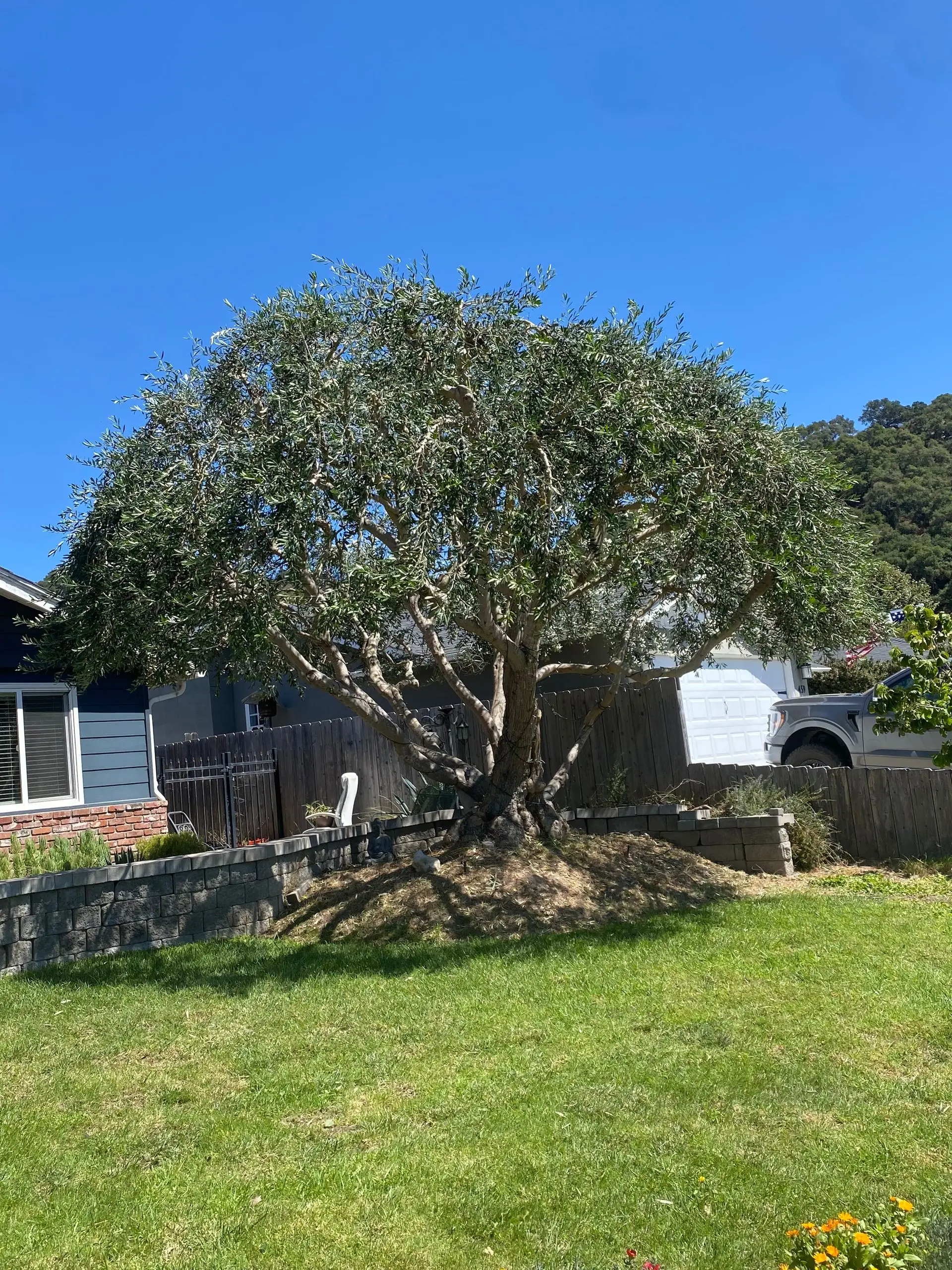 A shaped, wind-tolerant olive tree on a compact residential lot