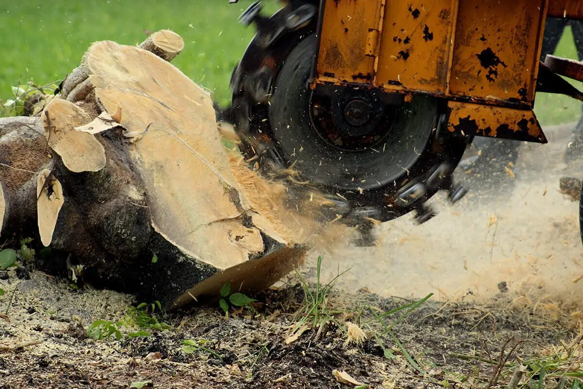 A tree stump being ground down and removed by machine