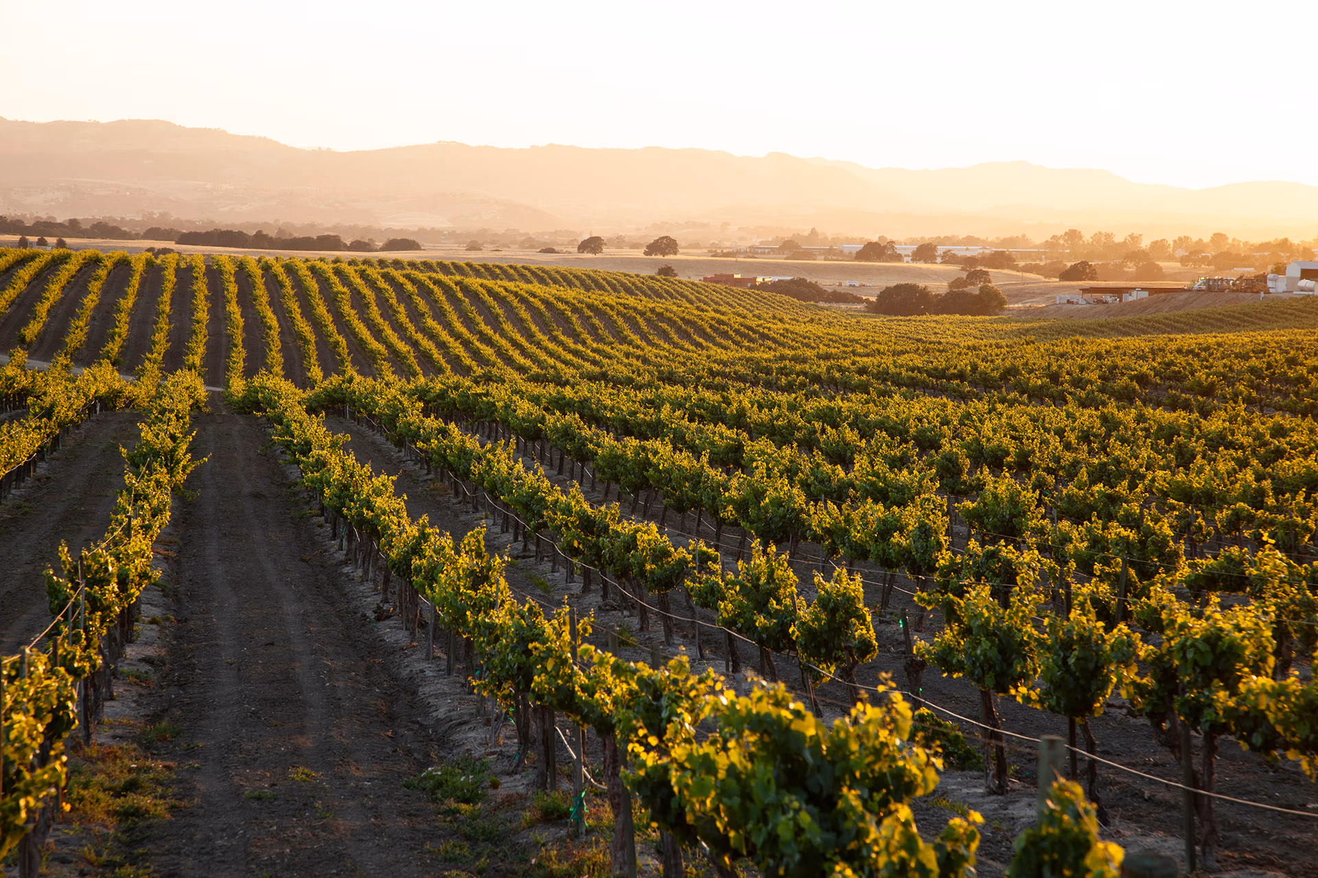 Vineyard Clearing